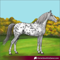 Horse Color:Black Splash Blanket