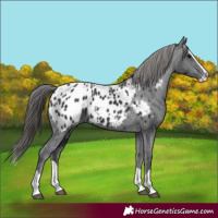 Horse Color:Black Splash Appaloosa