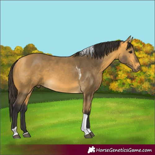 Horse Color:Buckskin Tobiano
