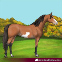 Horse Color:Bay Splash Frame 