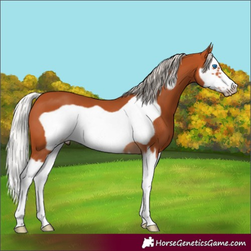 Horse Color:Silver Bay Splash Frame