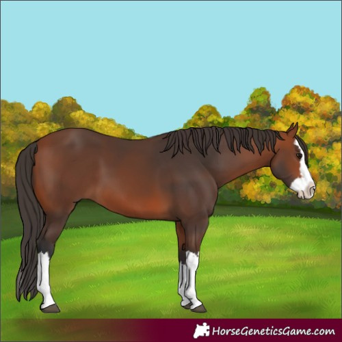 Horse Color:Bay Splash 
