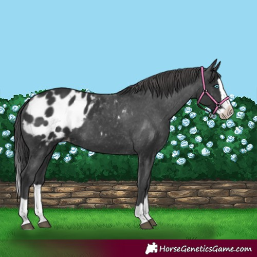 Horse Color:Black Splash Blanket