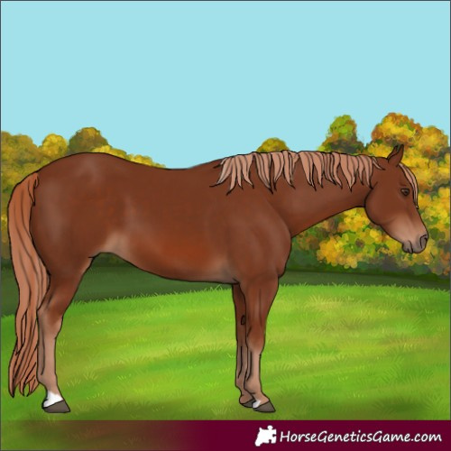 Horse Color:Chestnut 