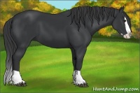 Horse Color:Black Splash 