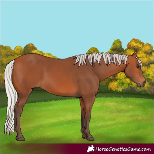Horse Color:Silver Bay 
