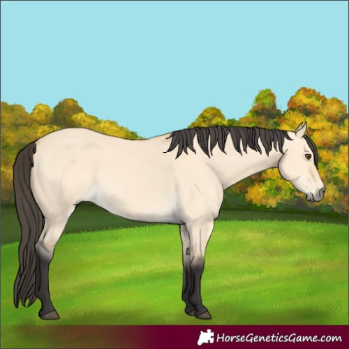 Horse Color:Buckskin Dun 