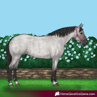 Horse Color:Smoky Grullo Roan 