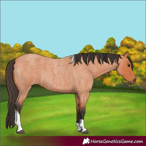 Horse Color:Bay Roan Tobiano 
