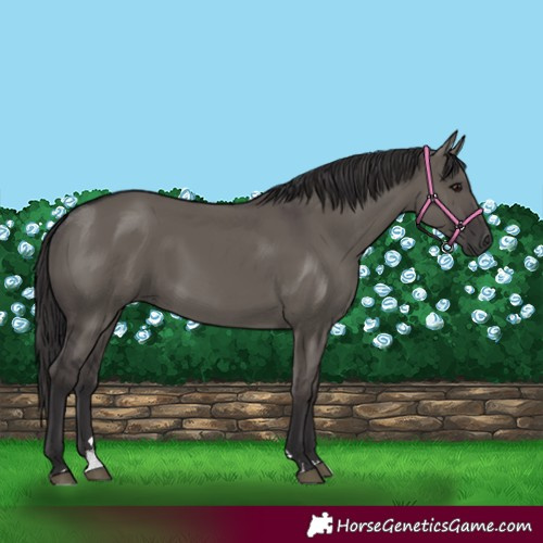 Horse Color:Smoky Grullo 