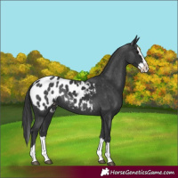 Horse Color:Black Splash Appaloosa 
