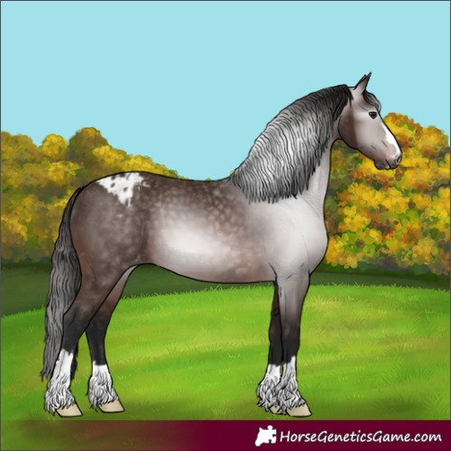 Horse Color:Unknown 