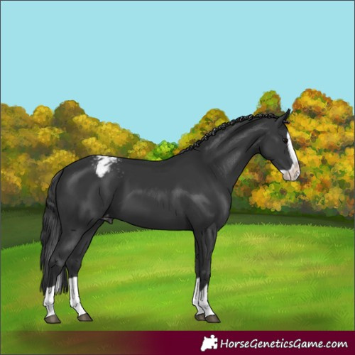 Horse Color:Black Splash Appaloosa 