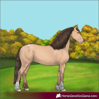 Horse Color:Amber Champagne Tobiano