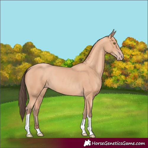Horse Color:Amber Champagne Tobiano 
