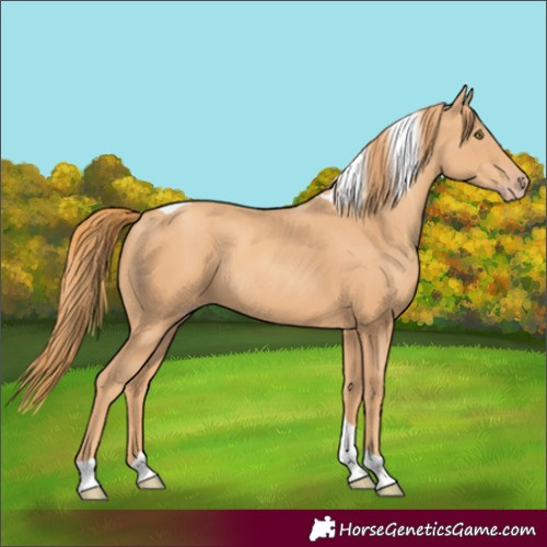 Horse Color:Gold Champagne Tobiano