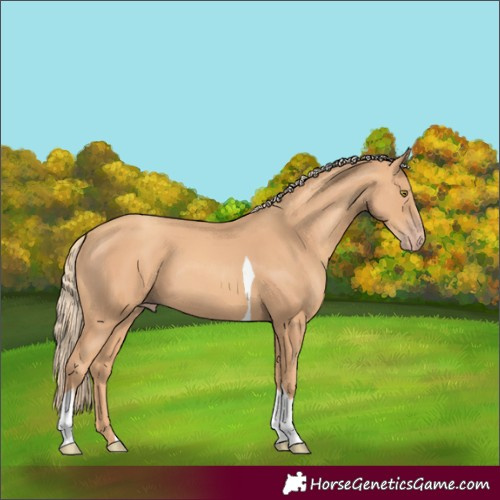 Horse Color:Gold Champagne Tobiano 