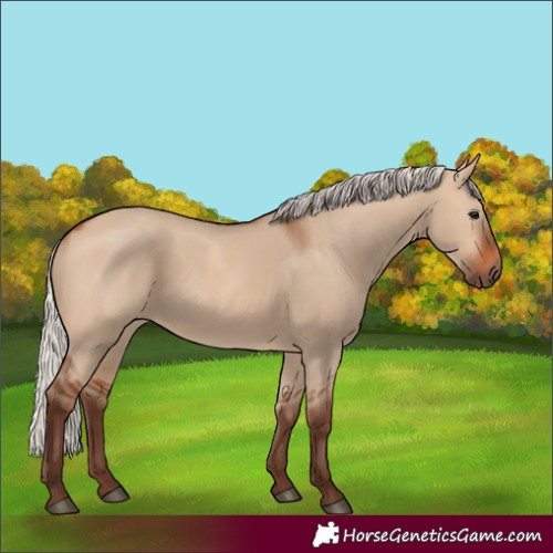 Horse Color:Silver Bay Dun
