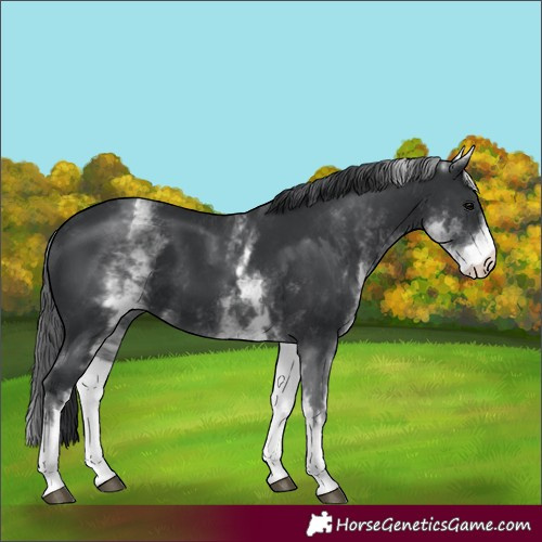 Horse Color:White Spotted Black 