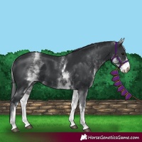 Horse Color:White Spotted Black 