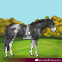 Horse Color:White Spotted Black 