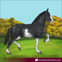Horse Color:White Spotted Black Splash 