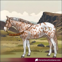 Horse Color:Chestnut Tobiano Near Leopard 