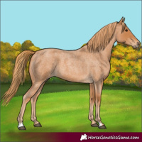 Horse Color:Red Roan 