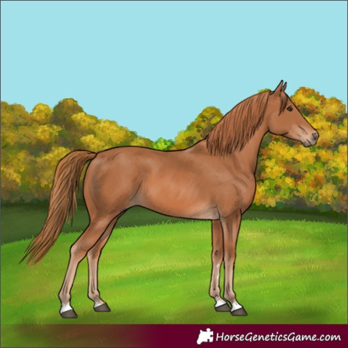 Horse Color:Chestnut 