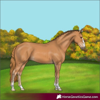 Horse Color:Chestnut 