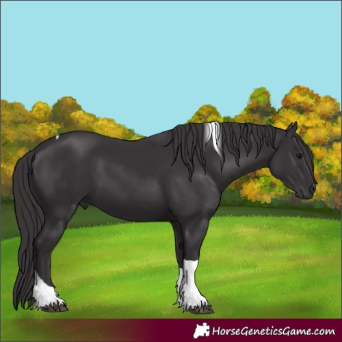 Horse Color:Unknown 