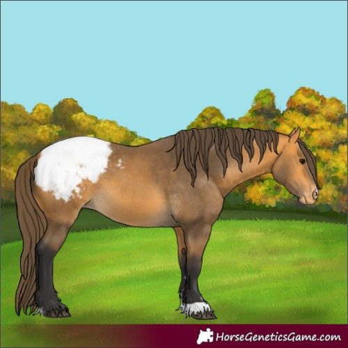 Horse Color:Unknown 