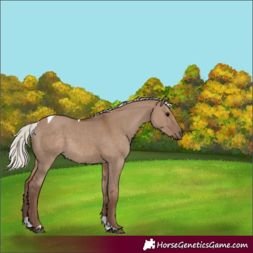 Horse Color:Silver Grullo Tobiano Rabicano