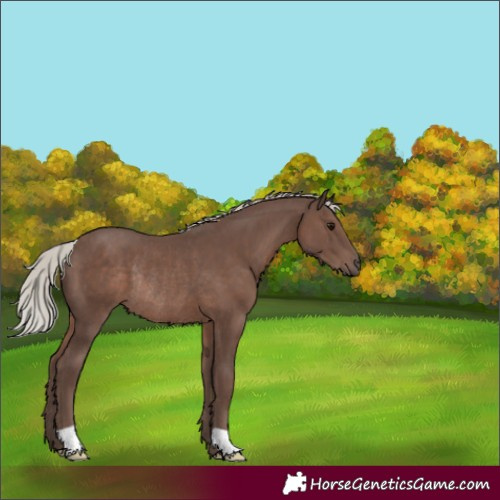 Horse Color:Silver Black Rabicano 