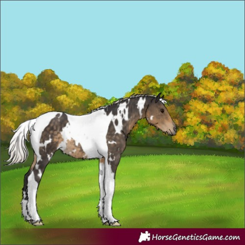 Horse Color:White Spotted Silver Smoky Black Tobiano Rabicano 