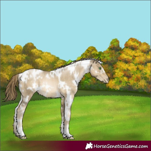 Horse Color:White Spotted Smoky Black Pearl 