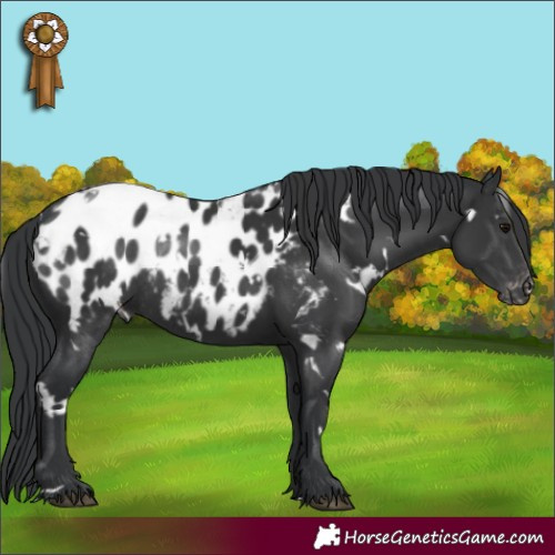 Horse Color:White Spotted Black Blanket Rabicano 