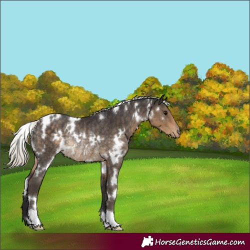 Horse Color:White Spotted Silver Smoky Black Appaloosa Rabicano 