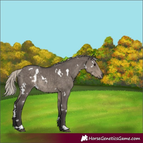 Horse Color:White Spotted Silver Smoky Grullo Rabicano 