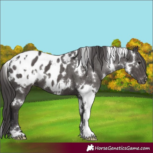 Horse Color:White Spotted Smoky Black Blanket 