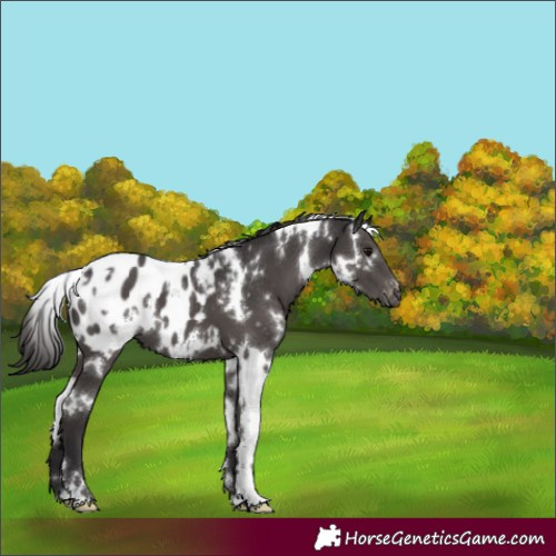 Horse Color:White Spotted Smoky Black Appaloosa 