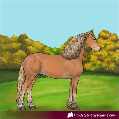 Horse Color:Chestnut 