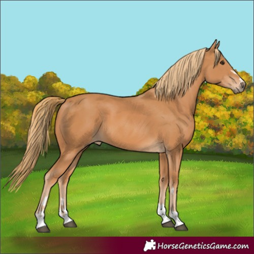 Horse Color:Chestnut 