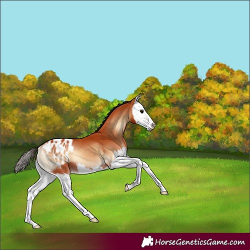 Horse Color:Bay Onyx Splash Blanket 