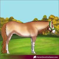 Horse Color:Red Onyx 