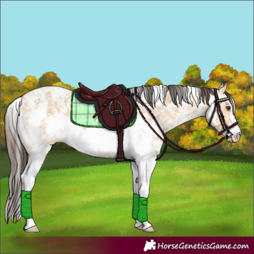 Horse Color:Buckskin Ice Dun Sabino