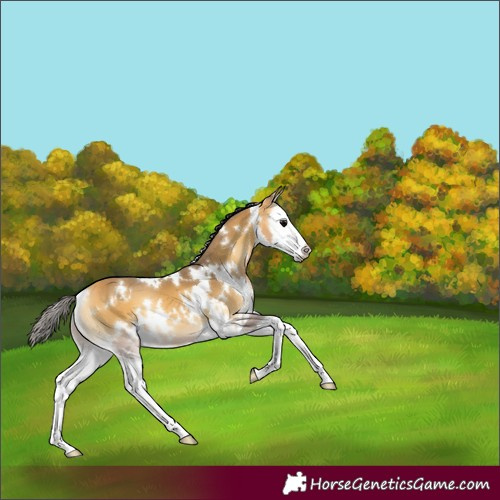 Horse Color:White Spotted Buckskin Onyx Splash