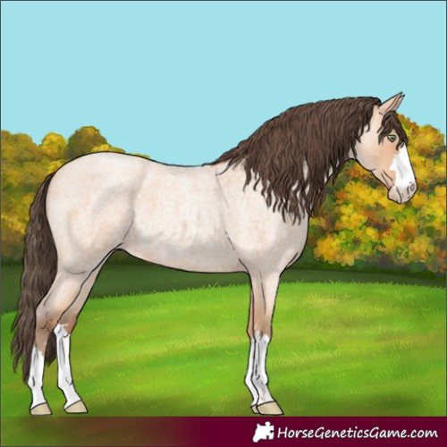 Horse Color:Amber Champagne Roan 