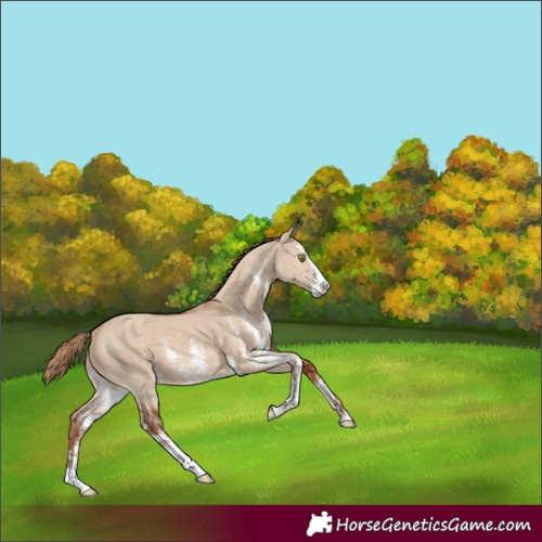 Horse Color:Red Dun Sabino 