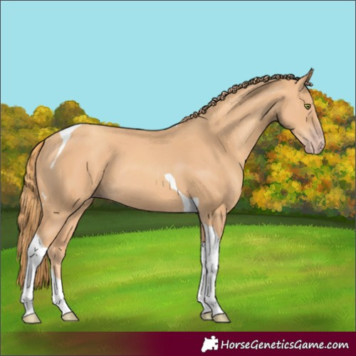 Horse Color:Gold Champagne Tobiano 